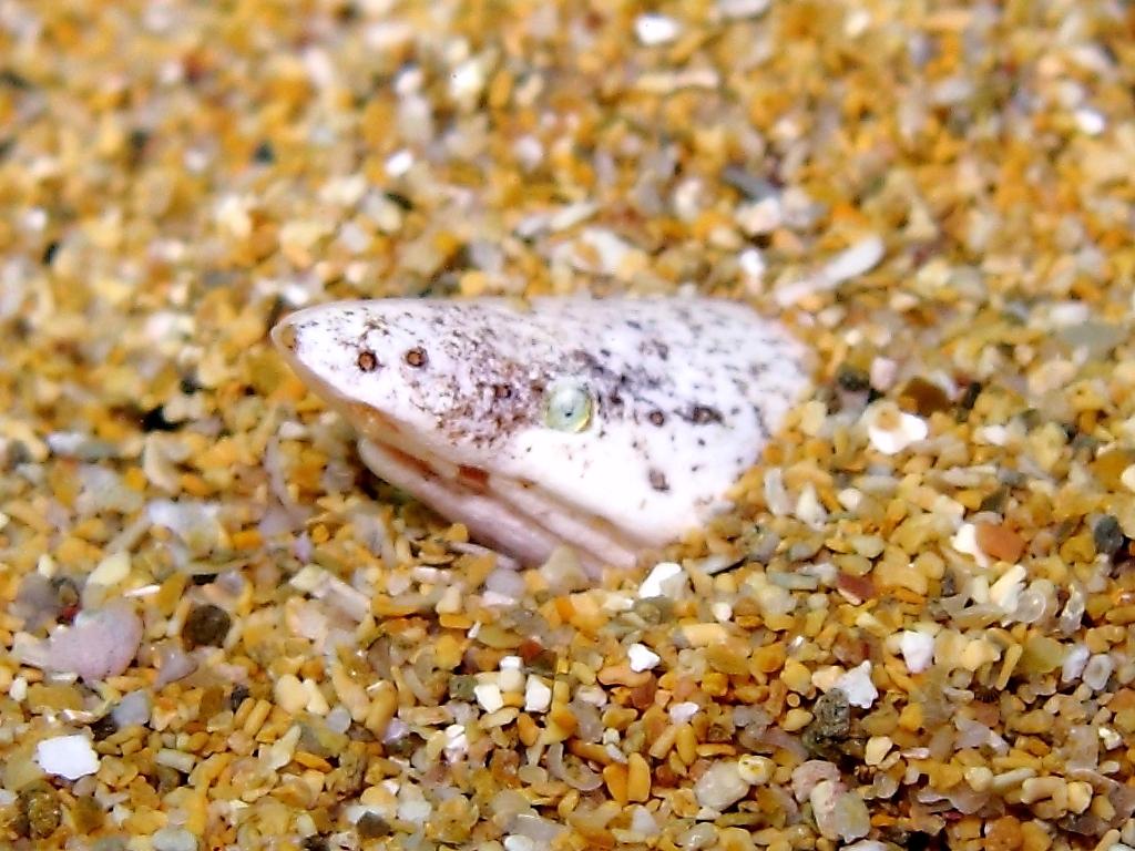 Orme di pesce misterioso sulla sabbia...(Apterichtus caecus)